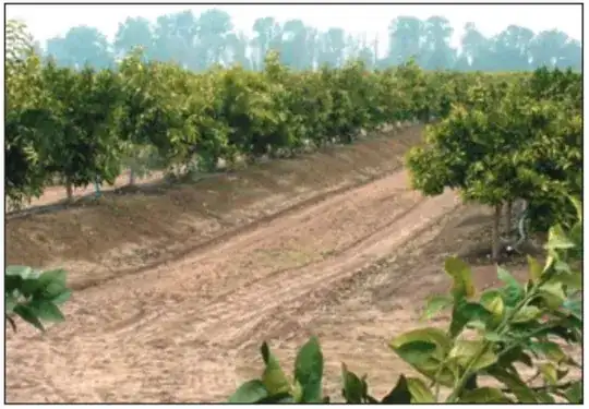 citrus in raised beds