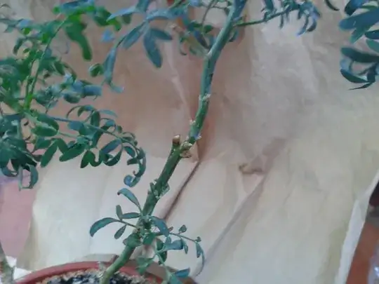 white grains on spinach