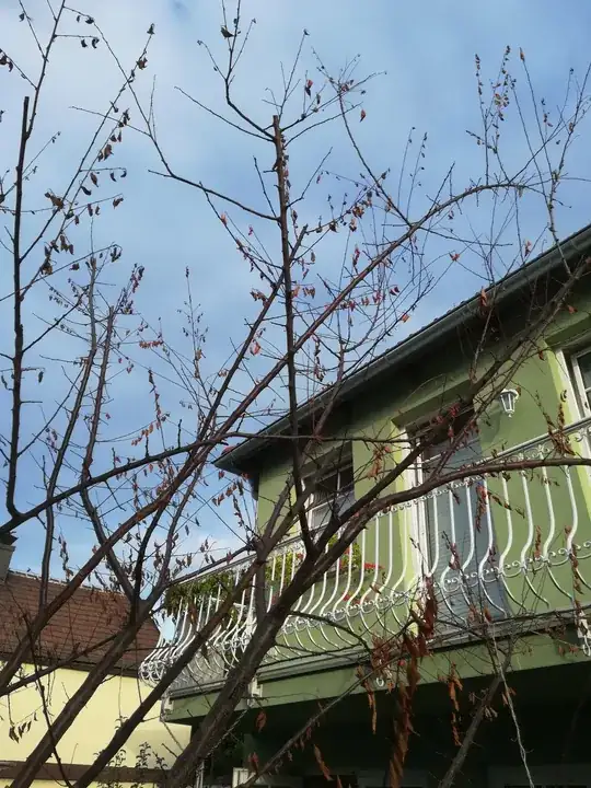 Branches with shriveled leaves