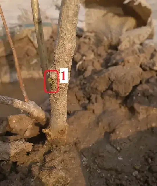 a good bud in the middle of the stem