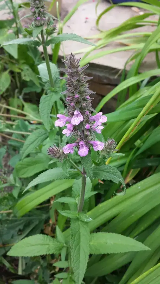 Cleaned out and separated into two