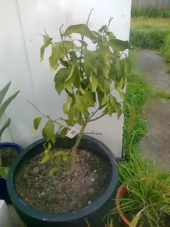 Lemon tree and pot