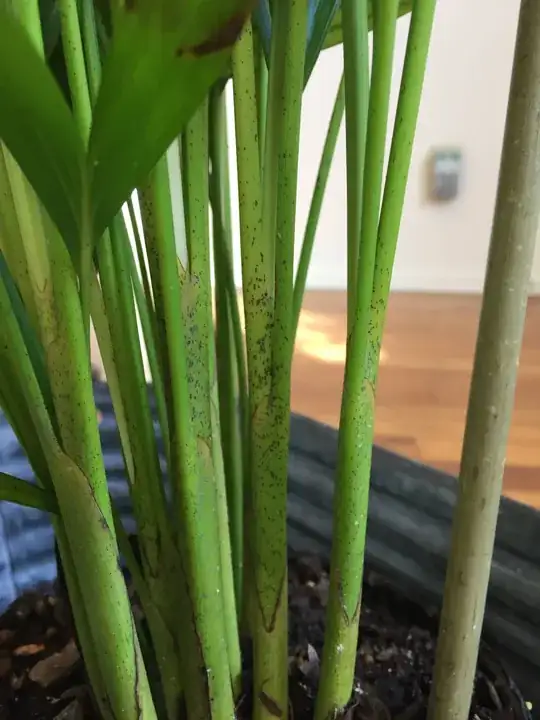 Is this normal on the base?