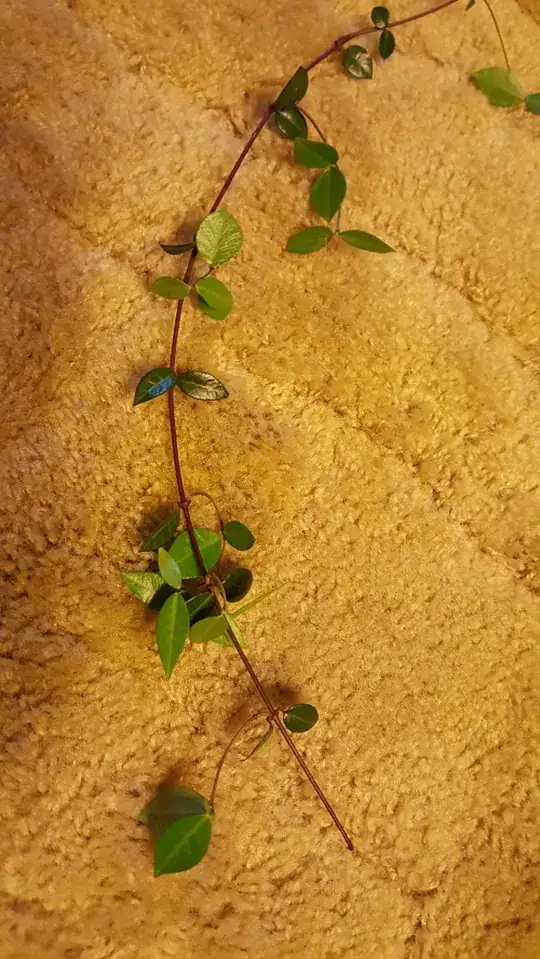 woody light red-brown stem with dark waxy leaves