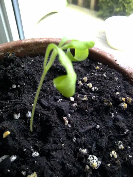 Wilted eggplant seedling