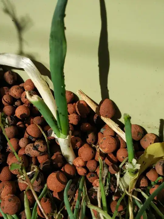 Green onions infested with aphids