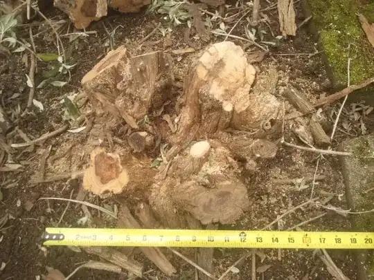 Current state of the largest bush A Buddleja stump, about 16" across and 6" high, with four large trunks.