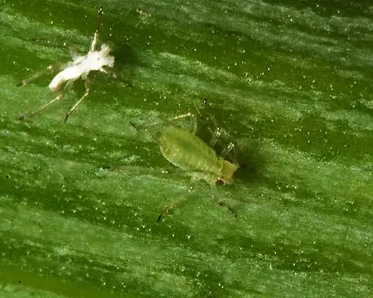 Potato Aphid Exo