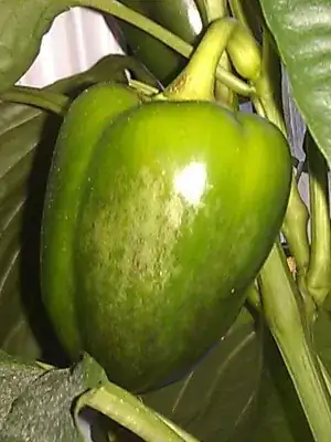 cropped photo of effected pepper, showing discolouration of skin