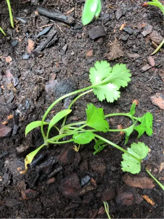 Cilantro Plant