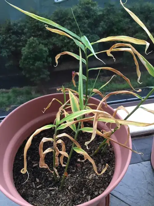 Ginger plant with dry leaves