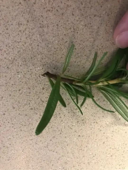 rosemary stem