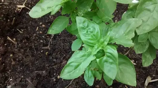 Basil leaves