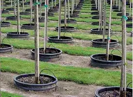 tree nursery using pot-in-pot method