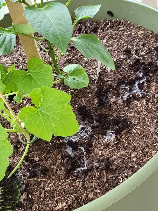 a perspective-based view which shows how quickly the slime mold was able to muliply, almost spanning the width of a 20" pot in a single night.