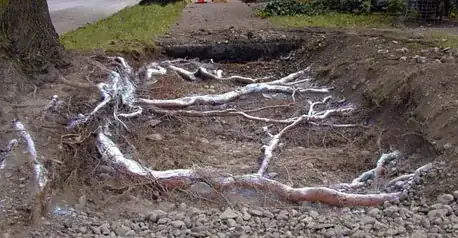 Tree with roots dug up (stackoverflow.com)