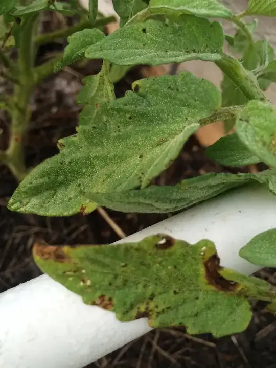 Another angle of the tomato plant