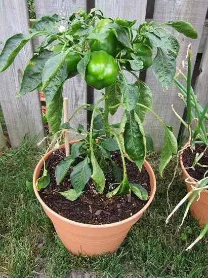 bell pepper plant