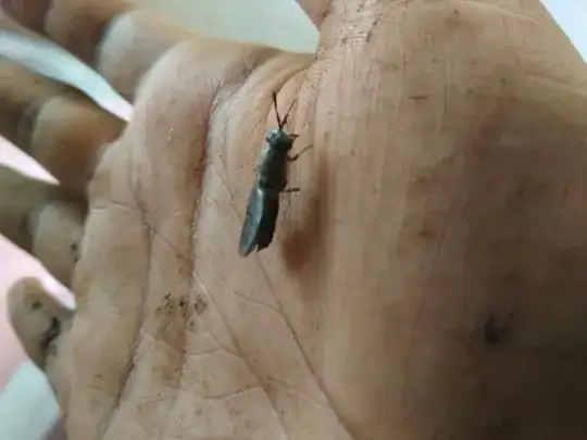 Things (probably insects) on leaves. Smaller than most aphids I've seen.