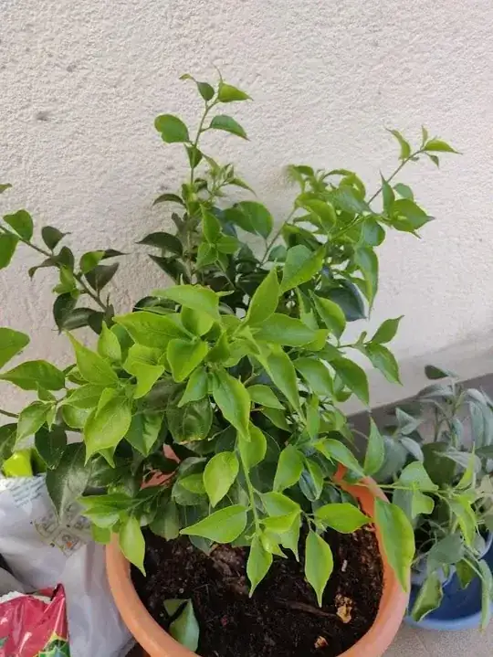Potted Bouganvillea with no flowers