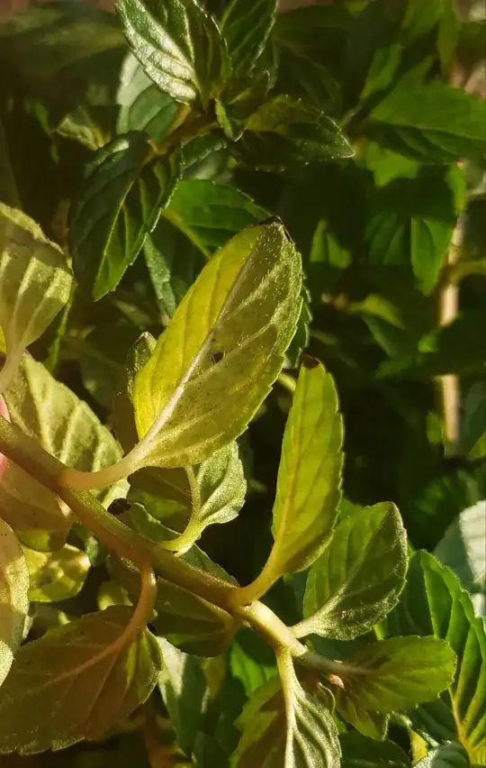 Mint leaves with black spots