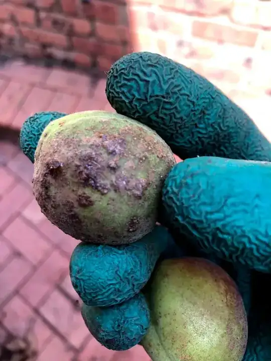 Brown bumps on apricots