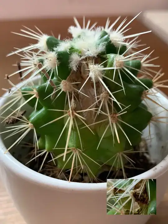 Stunted plant in seed tray