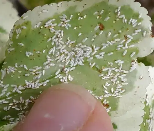 Underside of infested leaf