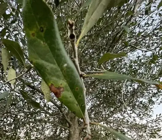 oak disease leaf