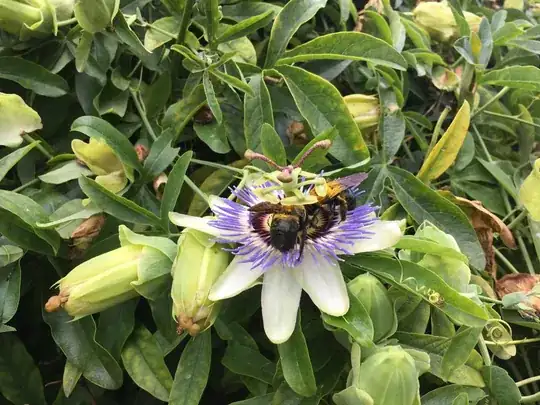 Flowering vine with two bumble bees