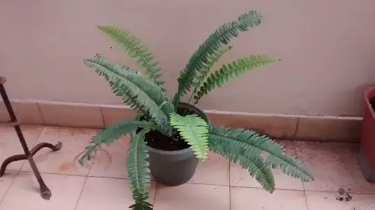my fern