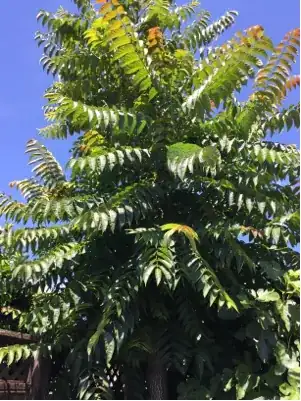 Another one but only the lead part without the trunk, which about 8ft tall