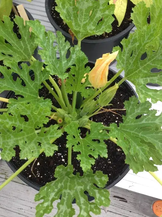 Updated june 19th 2 weeks+ after transplant