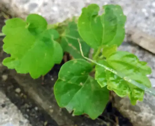 Plant Growth Chamber