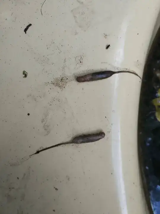 insect soft bodies on bath