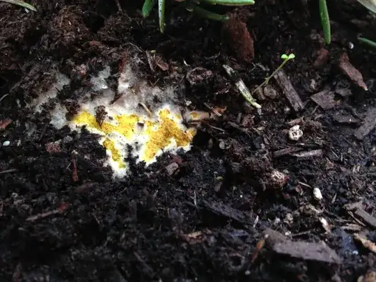 This is a close up image of the yellow stuff