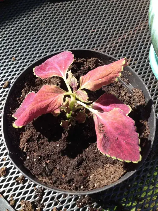crumpled leaves, slight necrosis