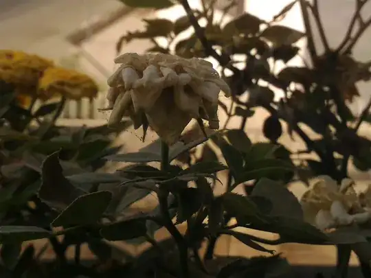 Spikes growing from the plant