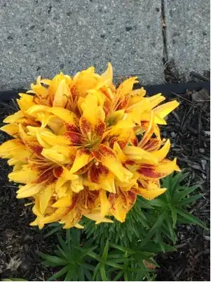 after growth 1 month later