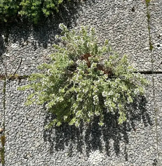 Thyme on my terrace