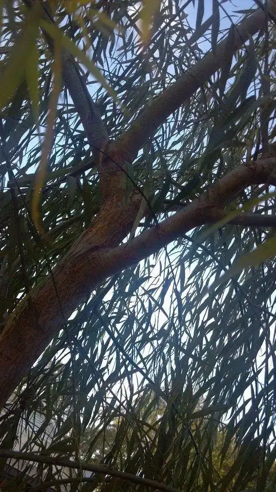 the photo is slanted. Tilt your head to the right to view. The highest top right branch is the one growing off-canter