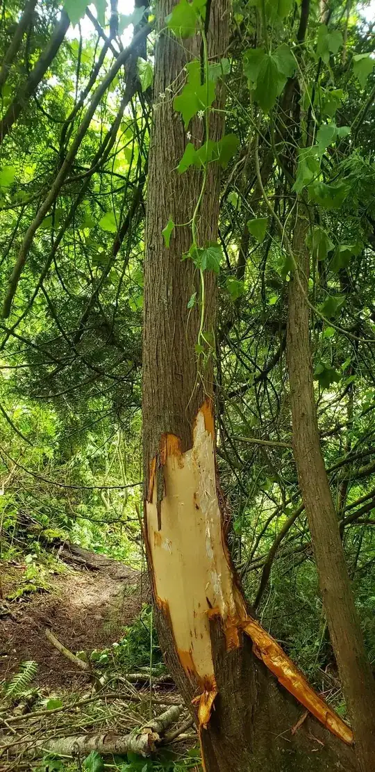 damaged cedar tree