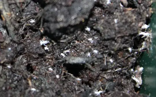 Second picture of bugs in soil