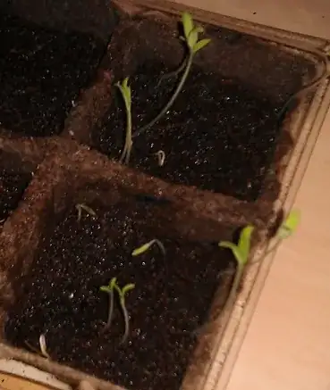 Photo of Tomato Seedlings in 4cm pots