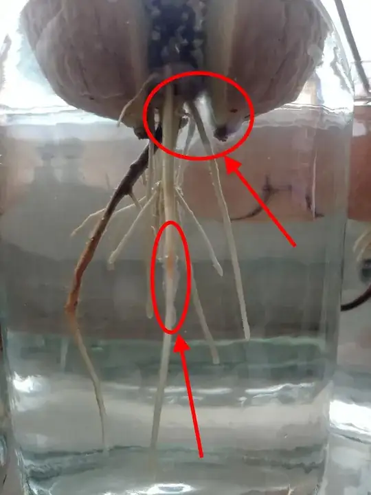 Sprouting avocado seed with white fungus or mold around its roots