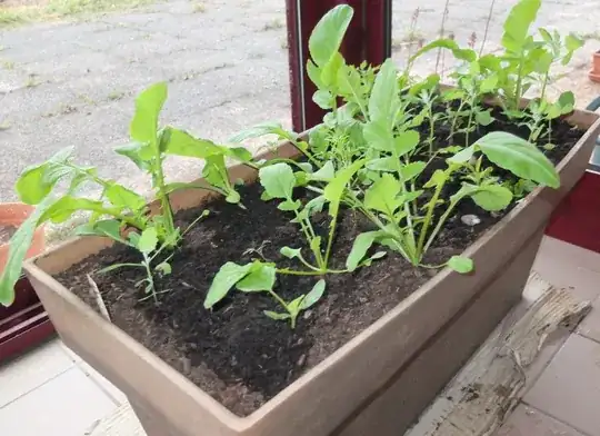 compost with garden seeds
