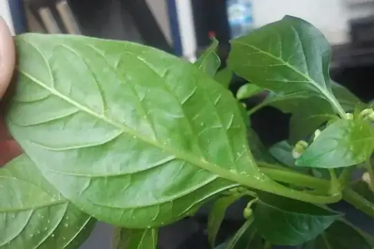 the white thing on the lower surface