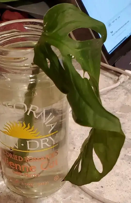 monstera leaf in water