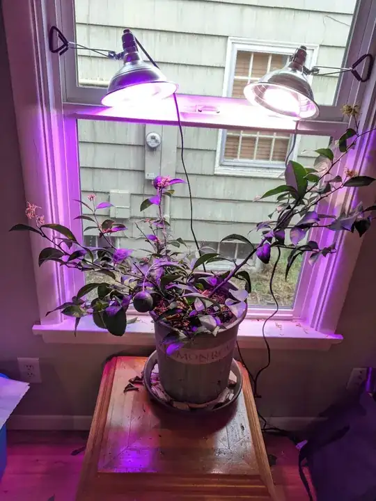 meyer lemon tree in pot in window