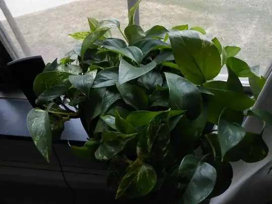 golden pothos